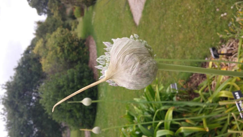 Allium ampeloprasum plantplacesimage20150707_135046.jpg