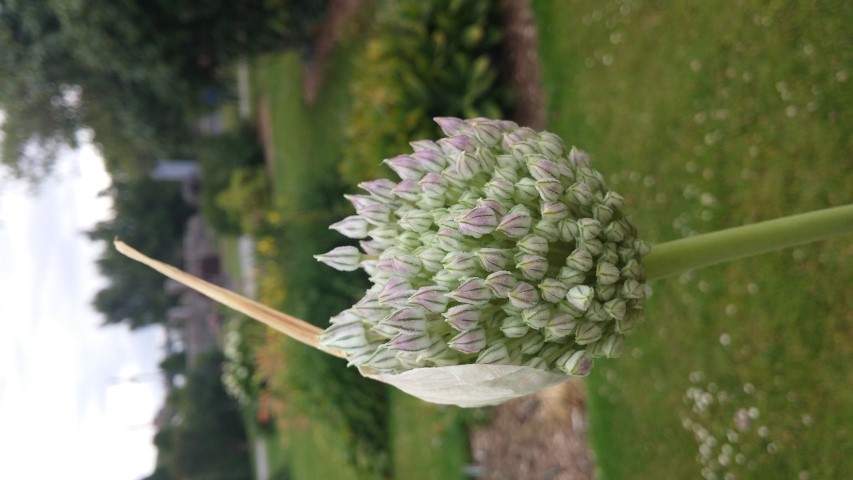 Allium ampeloprasum plantplacesimage20150707_135055.jpg