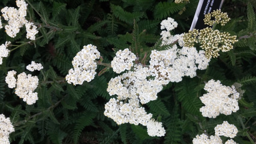 Achillea distans plantplacesimage20150707_135444.jpg