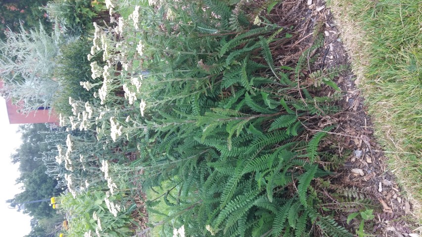 Achillea distans plantplacesimage20150707_135454.jpg