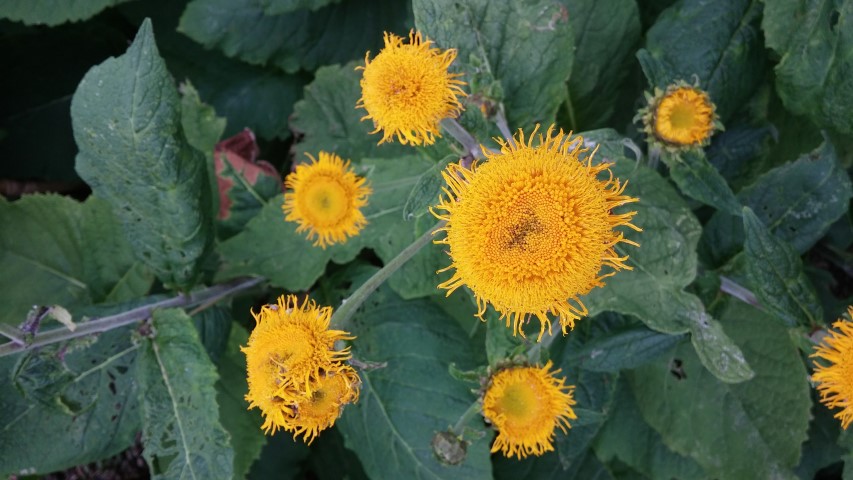 Ligularia hodgsonii plantplacesimage20150707_135547.jpg