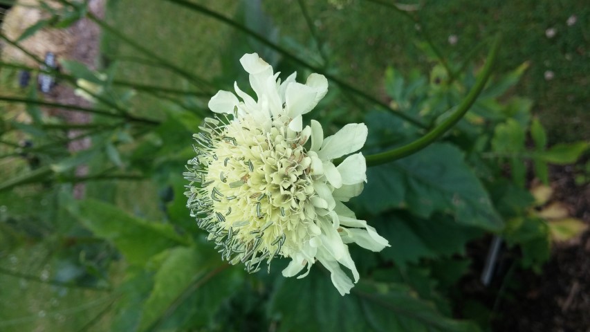 Silphium perfoliatum plantplacesimage20150707_135624.jpg