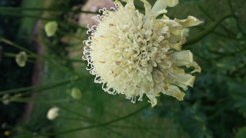 Silphium perfoliatum plantplacesimage20150707_135634.jpg