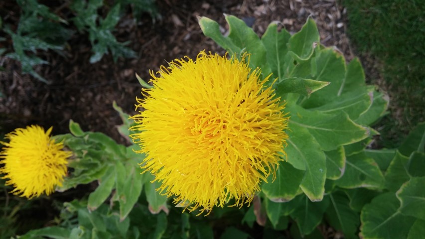 Centaurea macrocephala plantplacesimage20150707_135745.jpg