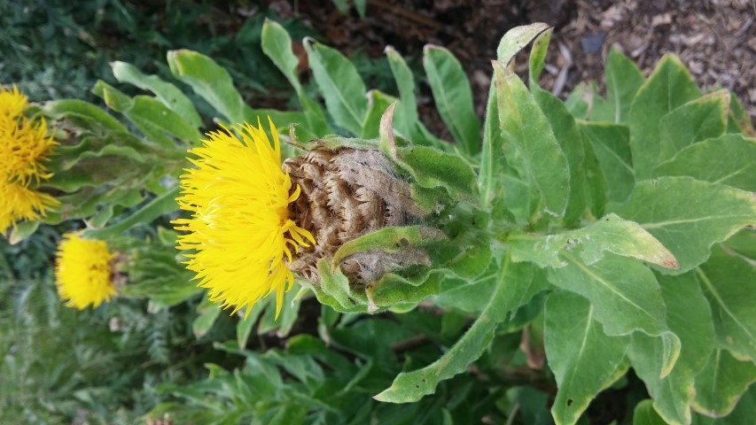 Centaurea macrocephala plantplacesimage20150707_135753.jpg