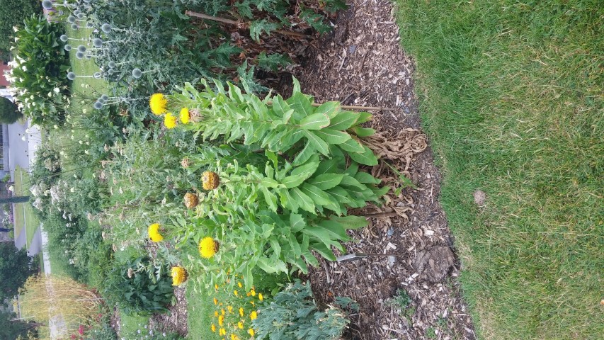 Centaurea macrocephala plantplacesimage20150707_135802.jpg