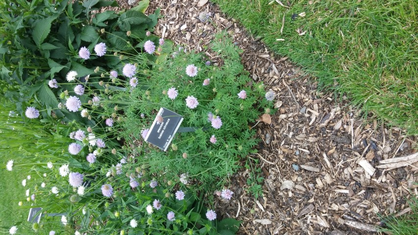 Scabiosa ochroleuca plantplacesimage20150707_140017.jpg