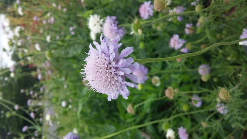 Scabiosa ochroleuca plantplacesimage20150707_140027.jpg