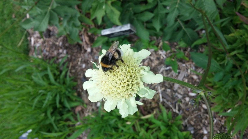 Cephalaria gigantea plantplacesimage20150707_140157.jpg