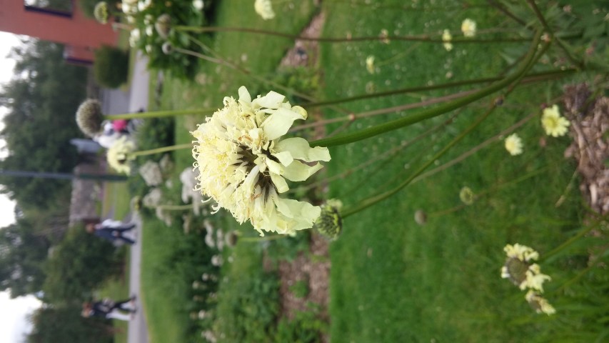 Cephalaria gigantea plantplacesimage20150707_140210.jpg