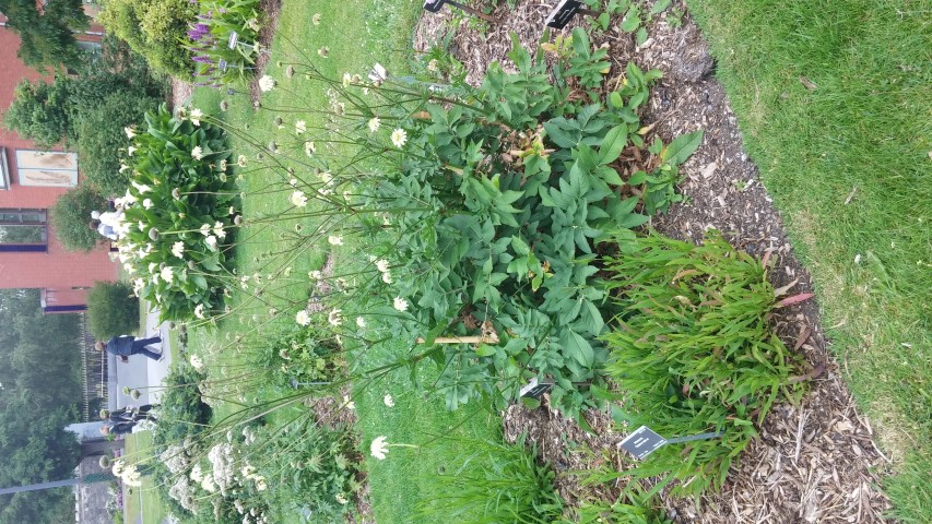 Cephalaria gigantea plantplacesimage20150707_140219.jpg