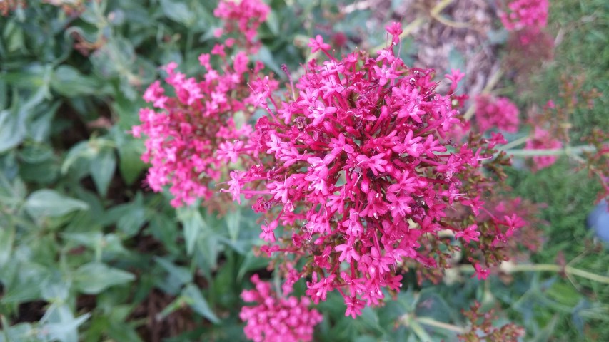 Centhranthus ruber plantplacesimage20150707_140419.jpg