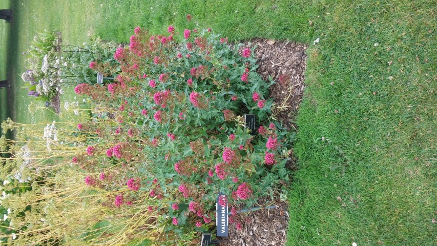 Centhranthus ruber plantplacesimage20150707_140428.jpg