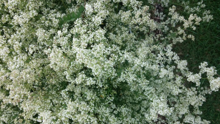 Galium schultessi plantplacesimage20150707_140546.jpg