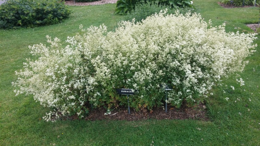 Galium schultessi plantplacesimage20150707_140600.jpg