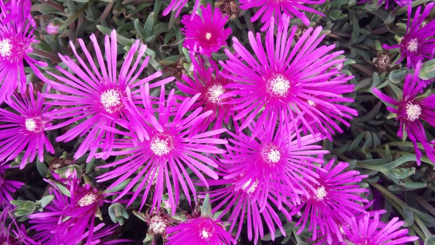 Delosperma acuminata plantplacesimage20150707_140711.jpg