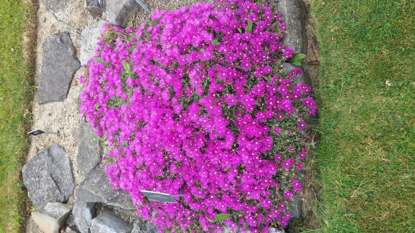 Delosperma acuminata plantplacesimage20150707_140721.jpg