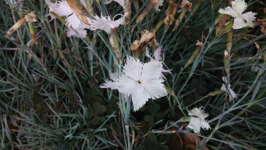 Dianthus gigantiformis plantplacesimage20150707_140811.jpg