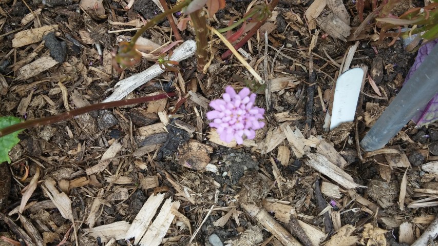 Iberis umbellata plantplacesimage20150707_141459.jpg