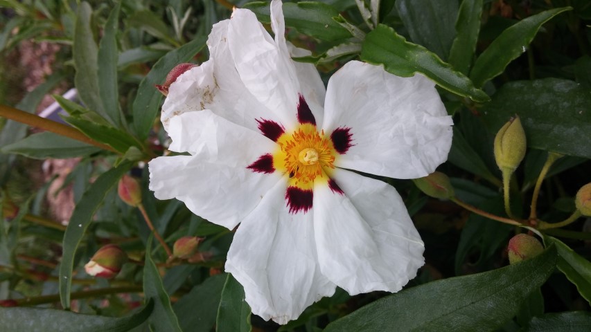 Cistus ochreatus plantplacesimage20150707_141622.jpg