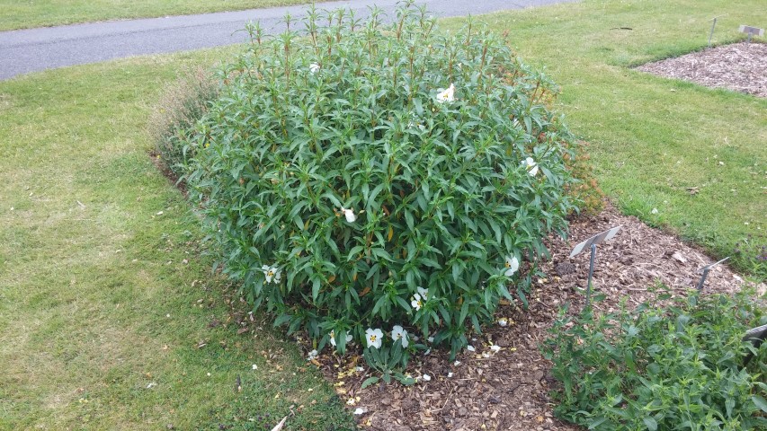 Cistus ochreatus plantplacesimage20150707_141633.jpg