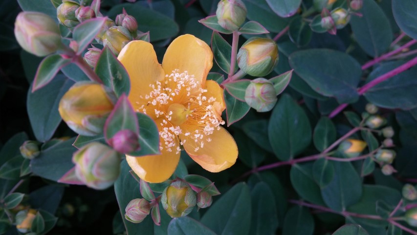 Hypericum forestii plantplacesimage20150707_141731.jpg