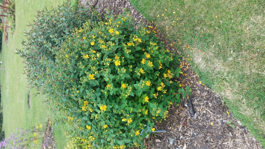 Hypericum forestii plantplacesimage20150707_141739.jpg