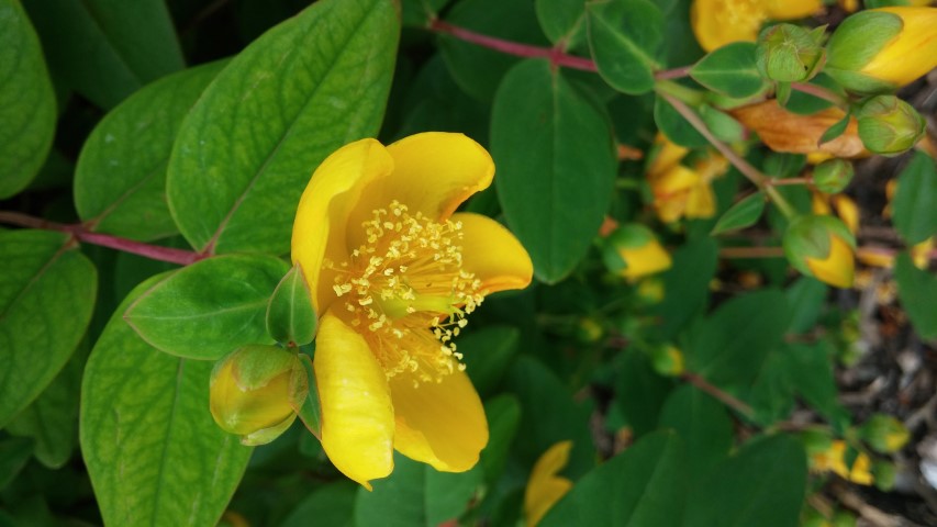 Hypericum forestii plantplacesimage20150707_141750.jpg