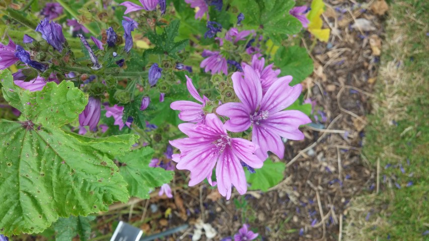 Lavatera cashmiriana plantplacesimage20150707_141839.jpg