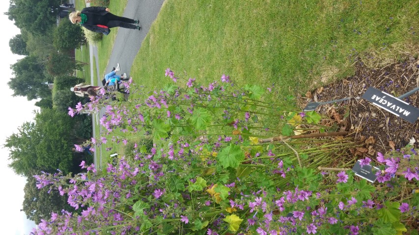 Lavatera cashmiriana plantplacesimage20150707_141904.jpg