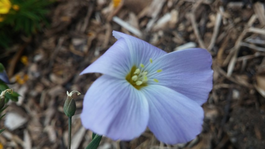 Linum perenne plantplacesimage20150707_142028.jpg