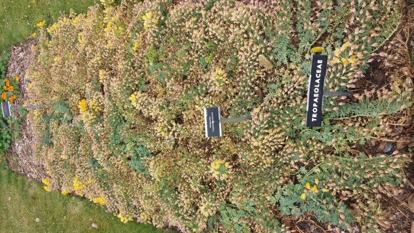 Tropaeolum polyphyllum plantplacesimage20150707_142440.jpg