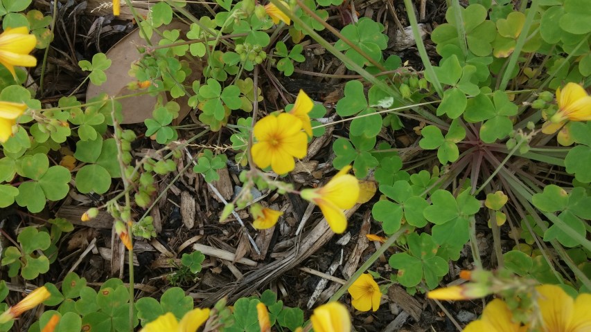 Oxalis adenophylla plantplacesimage20150707_142515.jpg