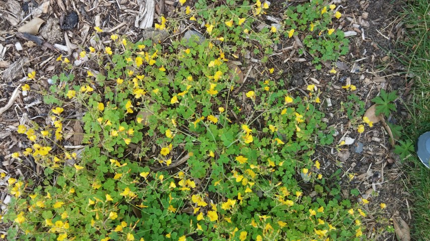 Oxalis adenophylla plantplacesimage20150707_142528.jpg