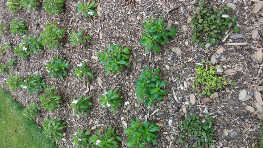 Impatiens sodenii plantplacesimage20150707_142622.jpg