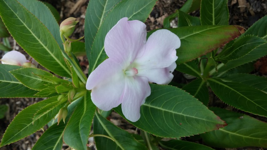 Impatiens sodenii plantplacesimage20150707_142638.jpg