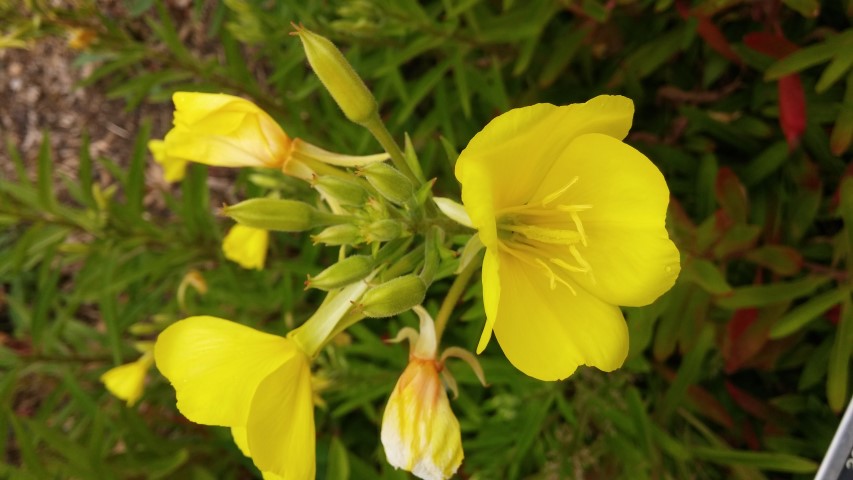 Guara lindheimeri plantplacesimage20150707_143704.jpg