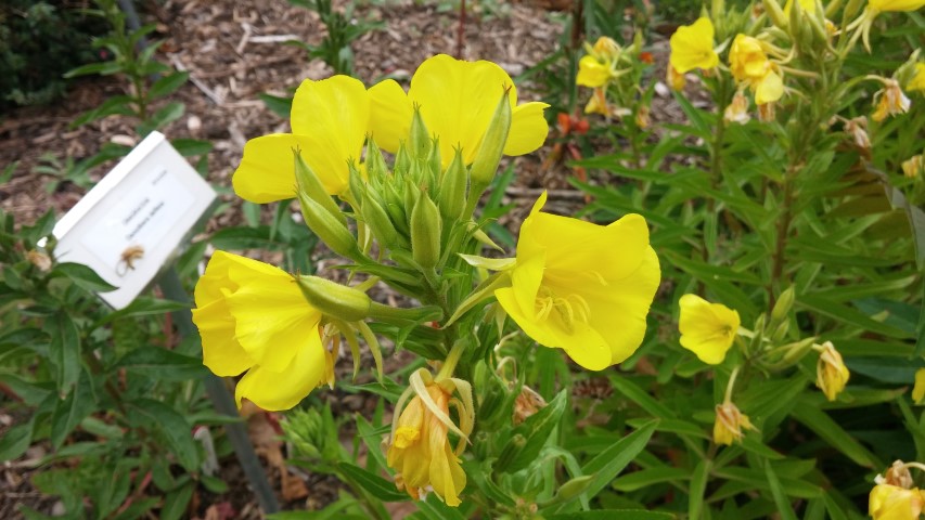 Guara lindheimeri plantplacesimage20150707_143731.jpg