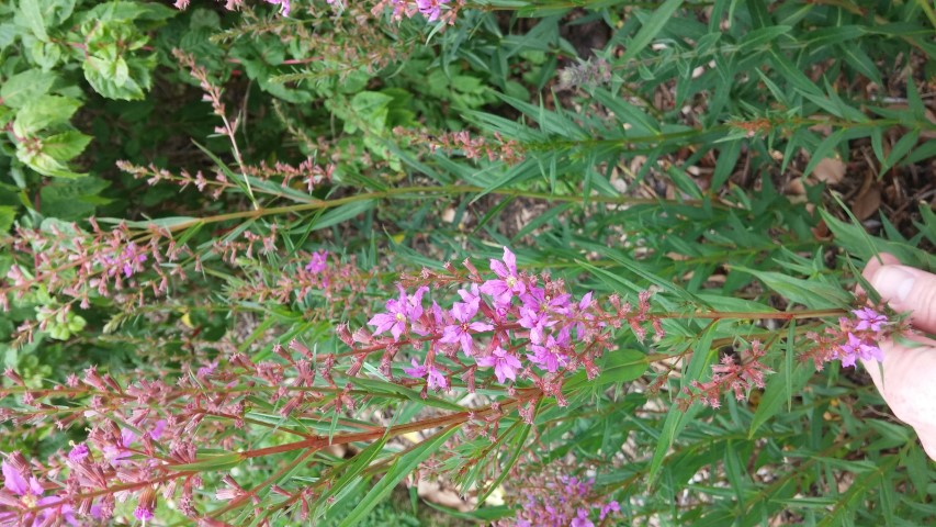 Lythrum virgatum plantplacesimage20150707_143809.jpg