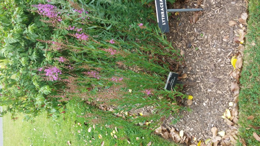 Lythrum virgatum plantplacesimage20150707_143823.jpg