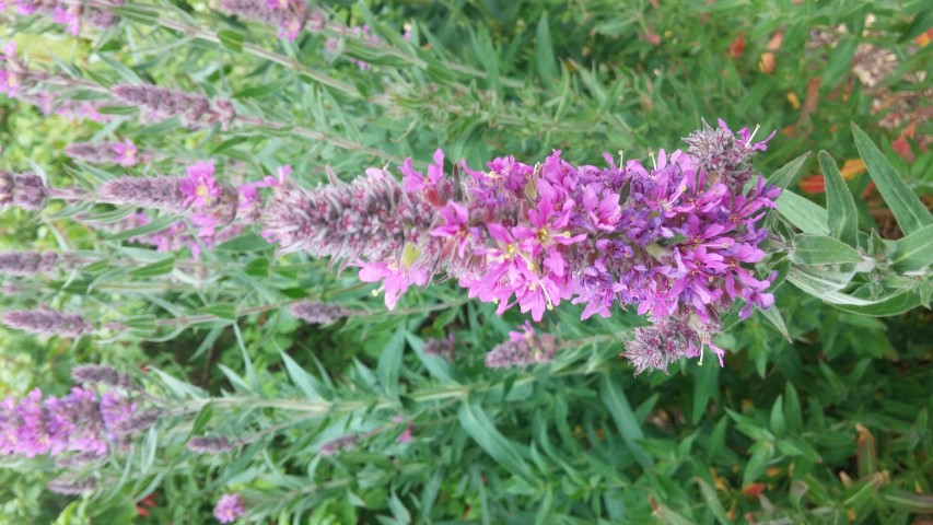 Lythrum scalaria plantplacesimage20150707_143854.jpg