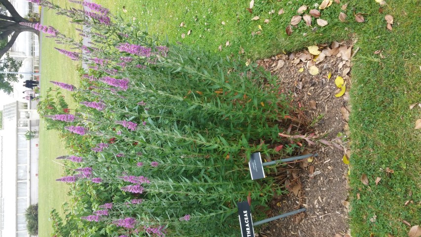 Lythrum scalaria plantplacesimage20150707_143904.jpg