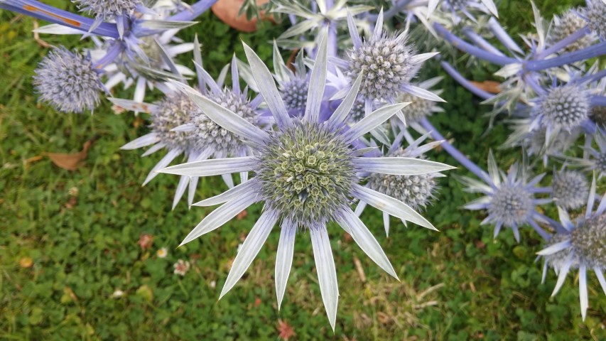 Eryngium spinalba plantplacesimage20150707_144043.jpg