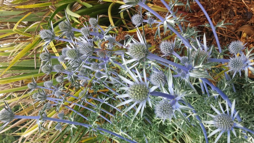 Eryngium spinalba plantplacesimage20150707_144056.jpg