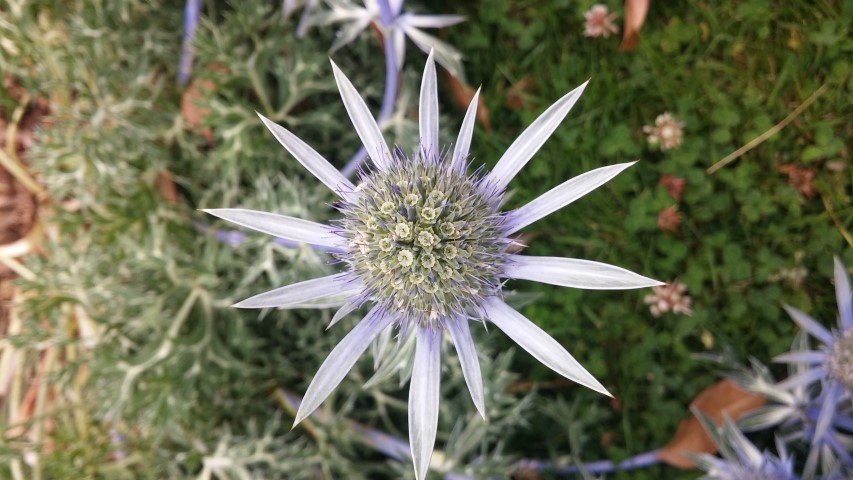 Eryngium spinalba plantplacesimage20150707_144111.jpg