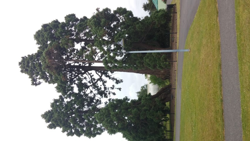 Sequoiadendron giganteum plantplacesimage20150707_144203.jpg