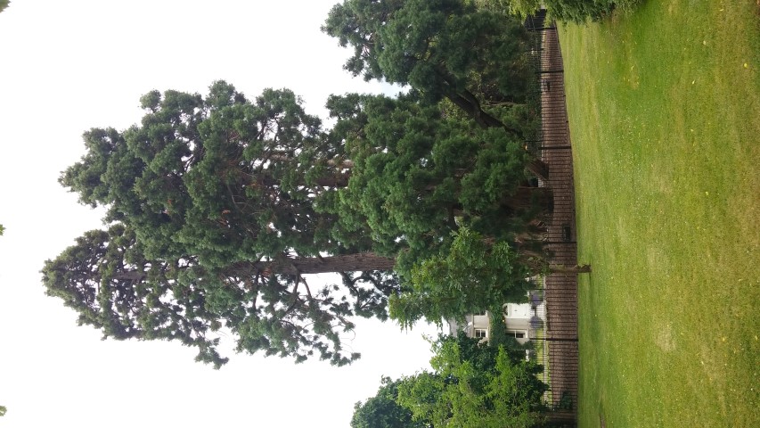 Sequoiadendron giganteum plantplacesimage20150707_144311.jpg