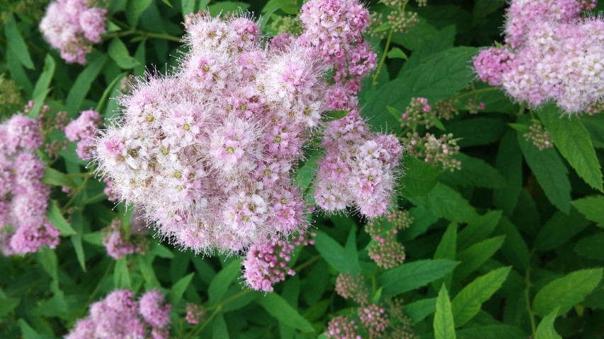 Spiraea sanssousiana plantplacesimage20150707_144901.jpg