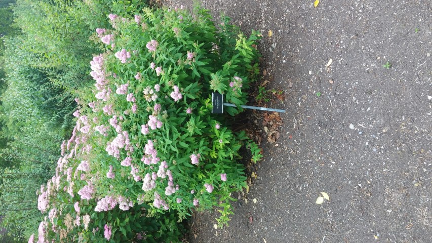 Spiraea sanssousiana plantplacesimage20150707_144914.jpg