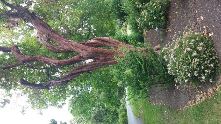 Arbutus x andrachnoides plantplacesimage20150707_145031.jpg